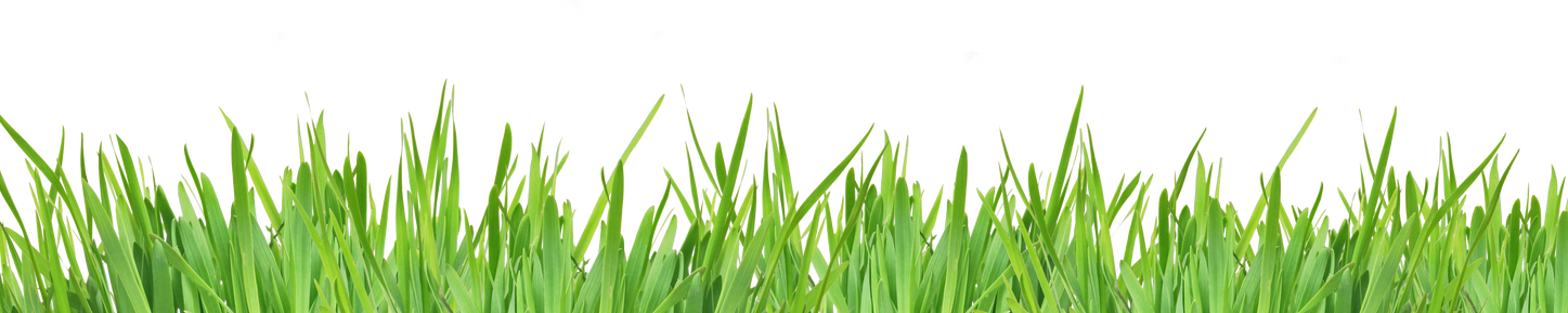 Green Grass Isolated