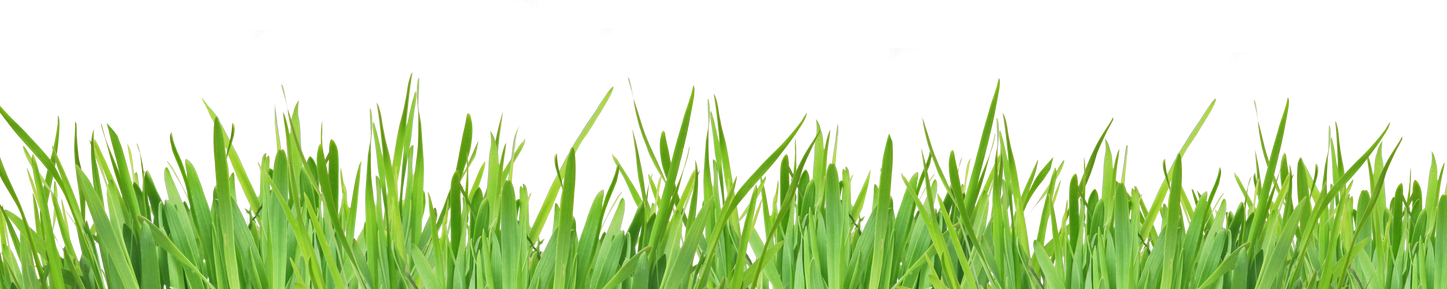 Green Grass Isolated